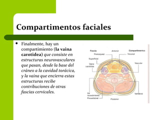 Compartimentos faciales
 Finalmente, hay un
compartimiento (la vaina
carotidea) que consiste en
estructuras neurovasculares
que pasan, desde la base del
cráneo a la cavidad torácica,
y la vaina que encierra estas
estructuras recibe
contribuciones de otras
fascias cervicales.
 