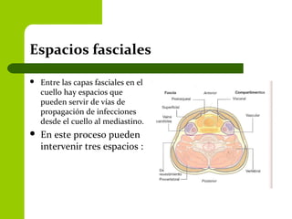 Espacios fasciales
 Entre las capas fasciales en el
cuello hay espacios que
pueden servir de vías de
propagación de infecciones
desde el cuello al mediastino.
 En este proceso pueden
intervenir tres espacios :
 