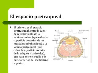 El espacio pretraqueal
 El primero es el espacio
pretraqueal, entre la capa
de revestimiento de la
lamina cervical (que cubre la
superficie posterior de los
músculos infrahioideos) y la
lamina pretraqueal (que
cubre la superficie anterior
de la tráquea y la tiroides),
que pasa entre el cuello y la
parte anterior del mediastino
superior.
 