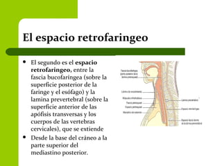 El espacio retrofaringeo
 El segundo es el espacio
retrofaringeo, entre la
fascia bucofaríngea (sobre la
superficie posterior de la
faringe y el esófago) y la
lamina prevertebral (sobre la
superficie anterior de las
apófisis transversas y los
cuerpos de las vertebras
cervicales), que se extiende
 Desde la base del cráneo a la
parte superior del
mediastino posterior.
 