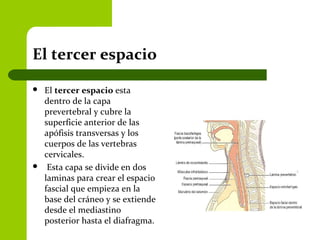 El tercer espacio
 El tercer espacio esta
dentro de la capa
prevertebral y cubre la
superficie anterior de las
apófisis transversas y los
cuerpos de las vertebras
cervicales.
 Esta capa se divide en dos
laminas para crear el espacio
fascial que empieza en la
base del cráneo y se extiende
desde el mediastino
posterior hasta el diafragma.
 