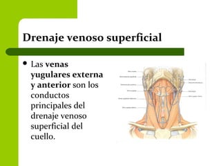 Drenaje venoso superficial
 Las venas
yugulares externa
y anterior son los
conductos
principales del
drenaje venoso
superficial del
cuello.
 