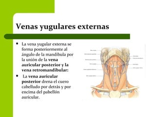 Venas yugulares externas
 La vena yugular externa se
forma posteriormente al
ángulo de la mandíbula por
la unión de la vena
auricular posterior y la
vena retromandibular:
 La vena auricular
posterior drena el cuero
cabelludo por detrás y por
encima del pabellón
auricular.
 