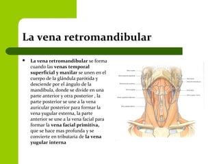 La vena retromandibular
 La vena retromandibular se forma
cuando las venas temporal
superficial y maxilar se unen en el
cuerpo de la glándula parótida y
desciende por el ángulo de la
mandíbula, donde se divide en una
parte anterior y otra posterior , la
parte posterior se une a la vena
auricular posterior para formar la
vena yugular externa, la parte
anterior se une a la vena facial para
formar la vena facial primitiva,
que se hace mas profunda y se
convierte en tributaria de la vena
yugular interna
 