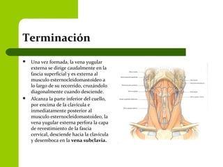 Terminación
 Una vez formada, la vena yugular
externa se dirige caudalmente en la
fascia superficial y es externa al
musculo esternocleidomastoideo a
lo largo de su recorrido, cruzándolo
diagonalmente cuando desciende.
 Alcanza la parte inferior del cuello,
por encima de la clavícula e
inmediatamente posterior al
musculo esternocleidomastoideo, la
vena yugular externa perfora la capa
de revestimiento de la fascia
cervical, desciende hacia la clavícula
y desemboca en la vena subclavia.
 