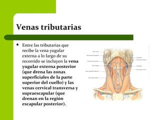 Venas tributarias
 Entre las tributarias que
recibe la vena yugular
externa a lo largo de su
recorrido se incluyen la vena
yugular externa posterior
(que drena las zonas
superficiales de la parte
superior del cuello) y las
venas cervical transversa y
supraescapular (que
drenan en la región
escapular posterior).
 