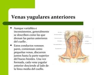 Venas yugulares anteriores
 Aunque variables e
inconsistentes, generalmente
se describen como las que
drenan las partes anteriores
del cuello .
 Estos conductos venosos
pares, comienzan como
pequeñas venas, discurren
juntos hasta la parte superior
del hueso hioides. Una vez
formada, cada vena yugular
anterior desciende al lado de
la línea media del cuello.
 