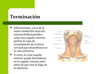 Terminación
 Inferiormente, cerca de la
unión medial del musculo
esternocleidomastoideo,
cada vena yugular anterior
perfora la capa de
revestimiento de la fascia
cervical para desembocar en
la vena subclavia.
 A veces, la vena yugular
anterior puede desembocar
en la yugular externa justo
antes de que esta lo haga en
la subclavia.
 