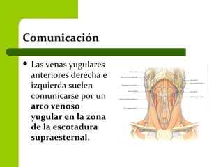 Comunicación
 Las venas yugulares
anteriores derecha e
izquierda suelen
comunicarse por un
arco venoso
yugular en la zona
de la escotadura
supraesternal.
 