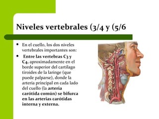 Niveles vertebrales (3/4 y (5/6
 En el cuello, los dos niveles
vertebrales importantes son:
 Entre las vertebras C3 y
C4, aproximadamente en el
borde superior del cartílago
tiroides de la laringe (que
puede palparse), donde la
arteria principal en cada lado
del cuello (la arteria
carótida común) se bifurca
en las arterias carótidas
interna y externa.
 