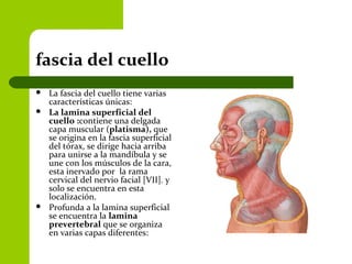 fascia del cuello
 La fascia del cuello tiene varias
características únicas:
 La lamina superficial del
cuello :contiene una delgada
capa muscular (platisma), que
se origina en la fascia superficial
del tórax, se dirige hacia arriba
para unirse a la mandíbula y se
une con los músculos de la cara,
esta inervado por la rama
cervical del nervio facial [VII]. y
solo se encuentra en esta
localización.
 Profunda a la lamina superficial
se encuentra la lamina
prevertebral que se organiza
en varias capas diferentes:
 