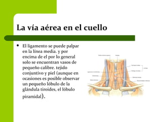 La vía aérea en el cuello
 El ligamento se puede palpar
en la línea media. y por
encima de el por lo general
solo se encuentran vasos de
pequeño calibre. tejido
conjuntivo y piel (aunque en
ocasiones es posible observar
un pequeño lóbulo de la
glándula tiroides, el lóbulo
piramidal).
 
