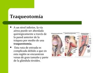 Traqueotomía
 A un nivel inferior, la vía
aérea puede ser abordada
quirúrgicamente a través de
la pared anterior de la
tráquea por medio de una
traqueotomía.
 Esta ruta de entrada es
complicada debido a que en
esta regi6n se encuentran
venas de gran tamaño y parte
de la glándula tiroides.
 