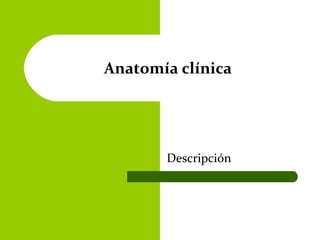 Descripción
Anatomía clínica
 
