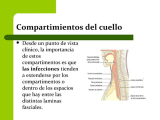 Compartimientos del cuello
 Desde un punto de vista
clínico, la importancia
de estos
compartimentos es que
las infecciones tienden
a extenderse por los
compartimentos o
dentro de los espacios
que hay entre las
distintas laminas
fasciales.
 