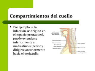 Compartimientos del cuello
 Por ejemplo, si la
infección se origina en
el espacio pretraqueal,
puede extenderse
inferiormente al
mediastino superior y
dirigirse anteriormente
hacia el pericardio.
 