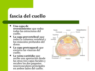 fascia del cuello
 Una capa de
revestimiento: que rodea
todas las estructuras del
cuello.
 La capa prevertebral :que
rodea la columna vertebral y
los músculos profundos del
dorso.
 La capa pretraqueal: que
encierra las vísceras del
cuello.
 La vaina carótida: que
recibe una aportación desde
las otras tres capas faciales y
recubre los dos paquetes
neurovasculares principales
en ambos lados del cuello.
 