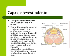 Capa de revestimiento
 La capa de revestimiento
rodea completamente el
cuello:
 Esta unida posteriormente al
ligamento nucal y a la
apófisis espinosa de la
vértebra C7, se divide cuando
se dirige hacia delante para
envolver el musculo trapecio,
se une en una sola capa y
forma la parte superior del
triangulo posterior. se divide
otra vez para rodear el
musculo
esternocleidomastoideo, y
vuelve a unirse para juntarse
con la misma capa del otro
lado.
 