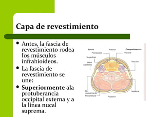 Capa de revestimiento
 Antes, la fascia de
revestimiento rodea
Ios músculos
infrahioideos.
 La fascia de
revestimiento se
une:
 Superiormente ala
protuberancia
occipital externa y a
la línea nucal
suprema.
 