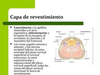 Capa de revestimiento
 Lateralmente a la apófisis
mastoides y el arco
cigomático, inferiormente a
la espina de la escapula, el
acromion, la clavícula y el
manubrio del Externon.
 Las venas yugular externa y
anterior, y los nervios
occipital inferior, la rama
auricular del plexo cervical
superficial el cervical
transverso, la rama
supraclavicular y
supraacromial del plexo
cervical superficial, todas las
ramas del plexo cervical,
atraviesan la fascia de
revestimiento
 