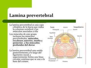 Lamina prevertebral
La lamina prevertebral es una capa
cilíndrica de la fascia que rodea
la columna vertebral y los
músculos asociados a ella
Los músculos de este grupo
incluyen los músculos
prevertebrales, músculos
escalenos anterior, medio y
posterior, y los músculos
profundos del dorso
La lamina prevertebral esta unida
posteriormente a lo largo del
ligamento nucal, y
superiormente forma una línea
circular continua que se une a la
base del cráneo.
 