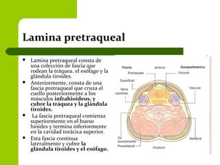 Lamina pretraqueal
 Lamina pretraqueal consta de
una colección de fascia que
rodean la tráquea. el esófago y la
glándula tiroides.
 Anteriormente, consta de una
fascia pretraqueal que cruza el
cuello posteriormente a Ios
músculos infrahioideos, y
cubre la tráquea y la glándula
tiroides.
 La fascia pretraqueal comienza
superiormente en el hueso
hioides y termina inferiormente
en la cavidad torácica superior.
 Esta fascia continua
lateralmente y cubre la
glándula tiroides y el esófago.
 