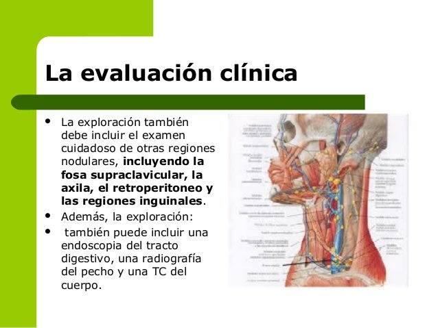 La crema para el crecimiento del pecho evelin