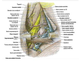 Vísceras del Cuello
• Capa endocrina: glándula tiroides y
paratiroides
• Capa respiratoria: laringe y tráquea.
• Capa alim...