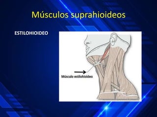 ESTILOHIOIDEO:
Músculos suprahioideos
 