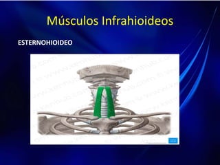 ESTERNOHIOIDEO
Músculos Infrahioideos
 