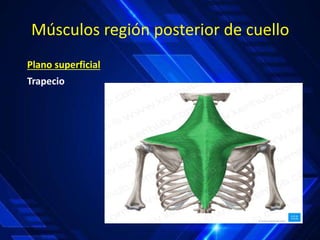 Músculos región posterior de cuello
Plano superficial
Trapecio
 