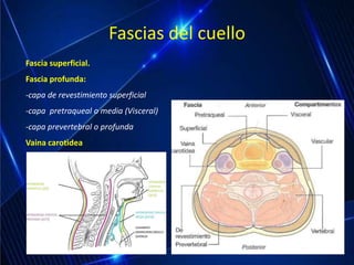 Fascia superficial.
Fascia profunda:
-capa de revestimiento superficial
-capa pretraqueal o media (Visceral)
-capa prevertebral o profunda
Vaina carotìdea
Fascias del cuello
 