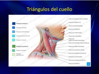 Triángulos del cuello
 