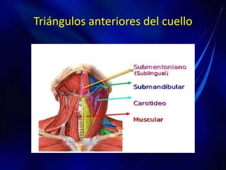 Triángulos anteriores del cuello
 