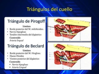 Triángulos del cuello
 