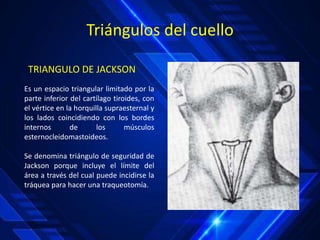 v
Triángulos del cuello
TRIANGULO DE JACKSON
Es un espacio triangular limitado por la
parte inferior del cartílago tiroides, con
el vértice en la horquilla supraesternal y
los lados coincidiendo con los bordes
internos de los músculos
esternocleidomastoideos.
Se denomina triángulo de seguridad de
Jackson porque incluye el límite del
área a través del cual puede incidirse la
tráquea para hacer una traqueotomía.
 