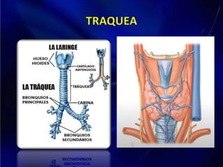 TRAQUEA
 