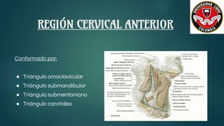 REGIÓN CERVICAL ANTERIOR
Conformado por:
● Triángulo omoclavicular
● Triángulo submandibular
● Triángulo submentoniano
● Triángulo carotideo
 