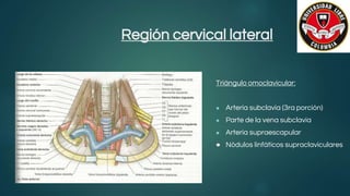 Región cervical lateral
Triángulo omoclavicular:
● Arteria subclavia (3ra porción)
● Parte de la vena subclavia
● Arteria supraescapular
● Nódulos linfáticos supraclaviculares
 