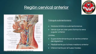 Región cervical anterior
Triángulo submentoniano:
● Nódulos linfáticos submentonianos
● Venas que se unen para formar la vena
yugular anterior
Limites:
● Superolateralmente por el vientre anterior
del digástrico
● Medialmente por la línea mediana anterior
● Inferiormente por el hueso hioideo
 