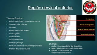 Región cervical anterior
Triángulo Carotideo:
● Arteria carotidea común y sus ramas
● Vena yugular interna
● N. vago
● Arteria carotidea externa
● N. hipogloso
● N. accesorio
● Glándula tiroides
● Laringe y faringe
● Nódulos linfáticos cervicales profundos
● Ramos del plexo cervical
LIMITES:
• Arriba: vientre posterior del digastrico
• Abajo: vientre superior del omohioideo
• Detrás: borde anterior del
esternocleidomastoideo
 
