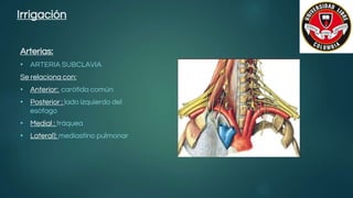 Irrigación
Arterias:
• ARTERIA SUBCLAVIA
Se relaciona con:
• Anterior: carótida común
• Posterior : lado izquierdo del
esófago
• Medial : tráquea
• Lateral]: mediastino pulmonar
 