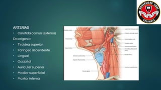 ARTERIAS
• Carótida común (externa)
Da origen a:
• Tiroidea superior
• Faríngea ascendente
• Lingual
• Occipital
• Auricular superior
• Maxilar superficial
• Maxilar interna
 