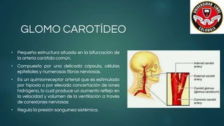 • Pequeña estructura situada en la bifurcación de
la arteria carótida común.
• Compuesto por una delicada cápsula, células
epiteliales y numerosas fibras nerviosas.
• Es un quimiorreceptor arterial que es estimulado
por hipoxia o por elevada concertación de iones
hidrógeno, lo cual produce un aumento reflejo en
la velocidad y volumen de la ventilación a través
de conexiones nerviosas
• Regula la presión sanguínea sistémica.
GLOMO CAROTÍDEO
 