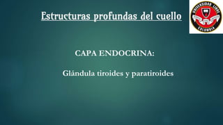 Estructuras profundas del cuello
CAPA ENDOCRINA:
Glándula tiroides y paratiroides
 