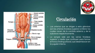 Circulación
● Las arterias que se dirigen a esta glándula
son las arterias tiroideas superior e inferior las
cuales nacen de la carótida externa y de la
subclavia respectivamente.
● La sangre sale por las venas tiroideas
superior y media que confluyen para formar
el tronco tirolinguofacial, que desembocan en
la yugular interna.
 