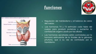 funciones
● Regulación del metabolismo y el balance de calcio
del cuerpo.
● Las hormonas T4 y T3 estimulan cada tejido del
cuerpo para producir proteínas y aumentar la
cantidad de oxígeno usado por las células
● Las hormonas secretadas están controladas por la
hormona estimulante de la tiroides de la glándula
pituitaria, que a su vez es controlada por el
hipotálamo.
 