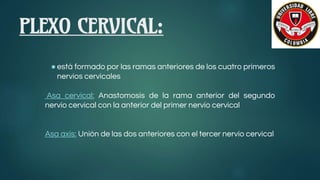 PLEXO CERVICAL:
●está formado por las ramas anteriores de los cuatro primeros
nervios cervicales
Asa cervical: Anastomosis de la rama anterior del segundo
nervio cervical con la anterior del primer nervio cervical
Asa axis: Unión de las dos anteriores con el tercer nervio cervical
 