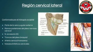 Región cervical lateral
Conformada por el triángulo occipital
● Parte de la vena yugular externa
● Ramos posteriores del plexo nervioso
cervical
● N. accesorio (XI)
● Troncos del plexo braquial
● Arteria cervical transversa
● Nódulos linfáticos cervicales
 