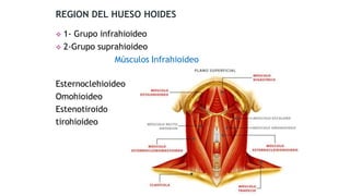  1- Grupo infrahioideo
 2-Grupo suprahioideo
Músculos Infrahioideo
Esternoclehioideo
Omohioideo
Estenotiroido
tirohioideo
REGION DEL HUESO HOIDES
 